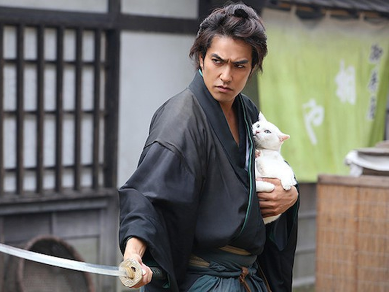 Foto 1 de samurai cat