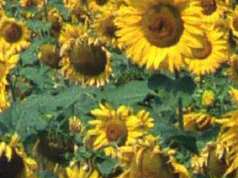 Foto 1 de Les tournesols