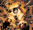 Killing Bee
