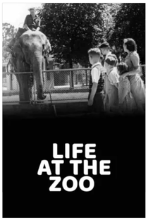 Life at the Zoo - Poster / Capa / Cartaz - Oficial 1