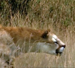 Saving the Sabretooth