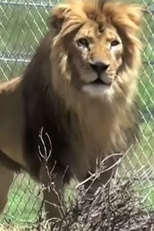 Bolivian Lions Move (Bolivian Lions Move)