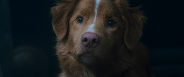 “Bom Menino” ganha novo trailer; Assista!