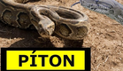 A Cobra Píton Africana - A cobra mortal da África