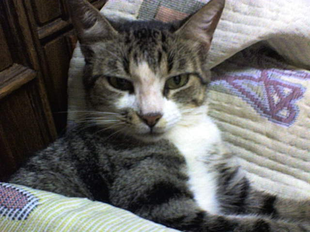 Luciani C. Sobrinho - Foto 1