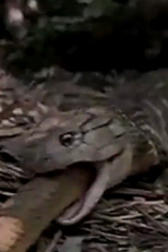 The Dream (The Dream)