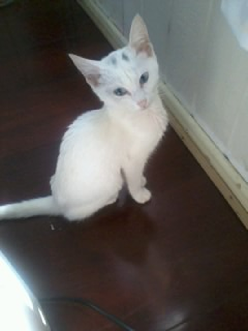 Tailene - Foto 3