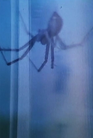 Poster 1 de Curta Flora & Fauna (1965)