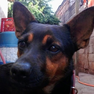 Foto de perfil de Anselmo Borba