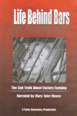 Life Behind Bars (Life Behind Bars)