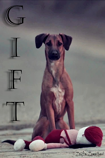  de Curta Gift (2015)