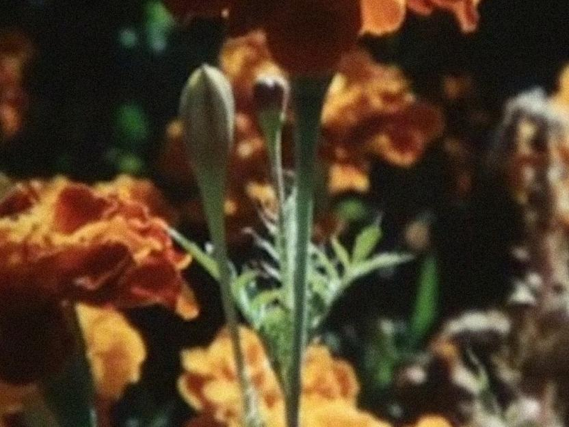 Foto 1 de Foryannfromrose