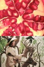 O Amor das Três Romãs (O Amor das Três Romãs)