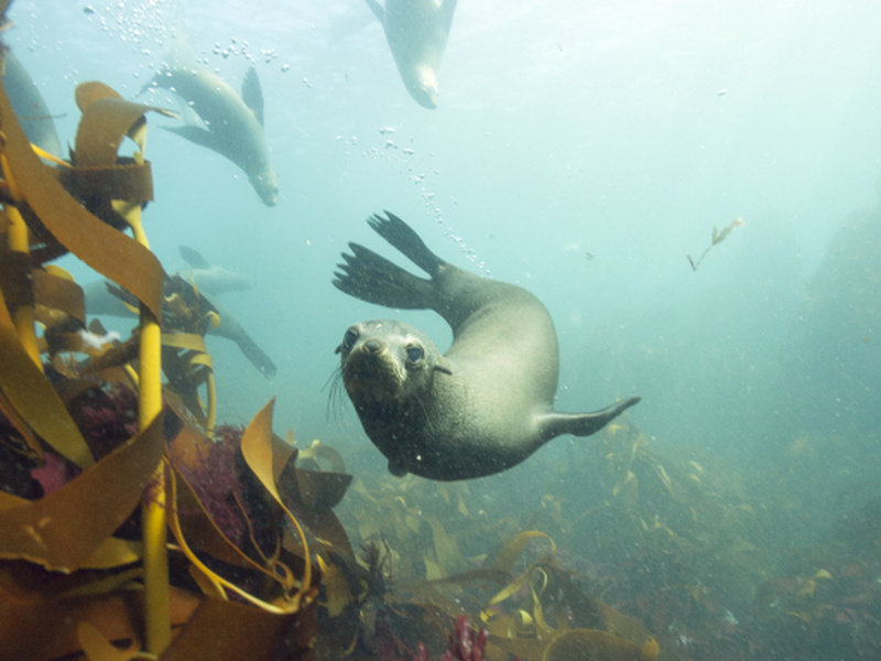 Foto 1 de Oceanos (1ª Temporada)