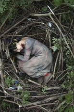 Why Not a Sparrow (Why Not a Sparrow)