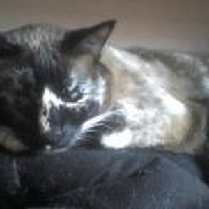 Foto de perfil de Angelina Silva