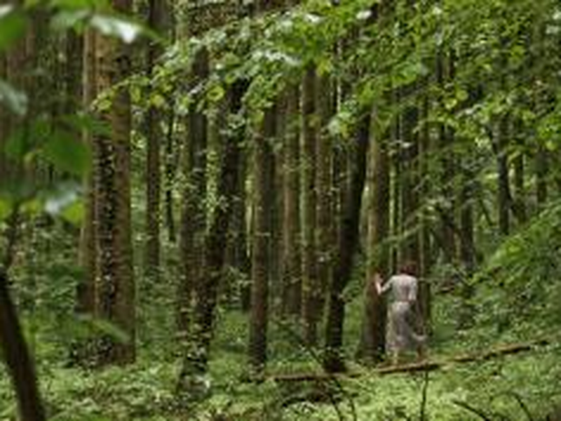 Foto 6 de Le goût des myrtilles 