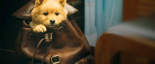 Assista ao trailer de Hachiko: Para Sempre
