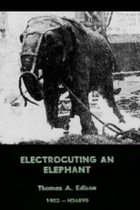 Eletrocutando um Elefante (Electrocuting an Elephant)