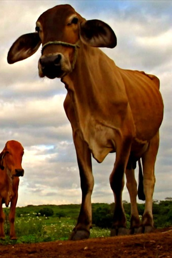 Poster de Curta Monte Pedral (2012)