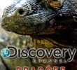 Dragões de Komodo (Discovery Channel)