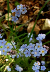 Canção Sobre Uma Flor (Sapovnela)
