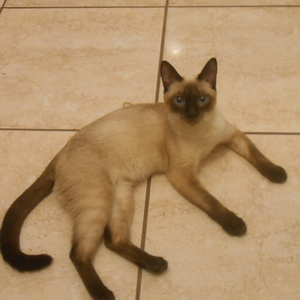 Foto de perfil de Silvana