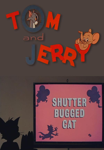 Guerrinha Doméstica (Shutter Bugged Cat)