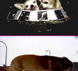 O Ataque dos Chihuahuas de 15 Metros do Espaço Sideral