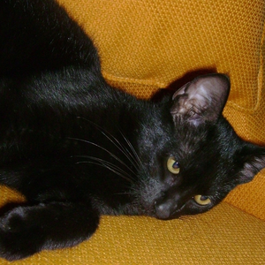 Foto de perfil de Maximiliano Lopes