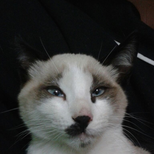Foto de perfil de Sansa Moro