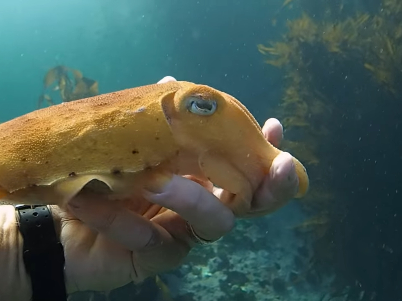 Foto 3 de Professor Polvo