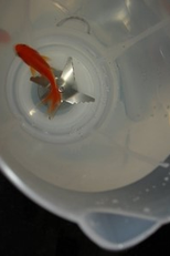 Pelo Olho do Peixe Gordo (Pelo Olho do Peixe Gordo)