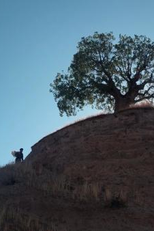 The Father of Trees (The Father of Trees)