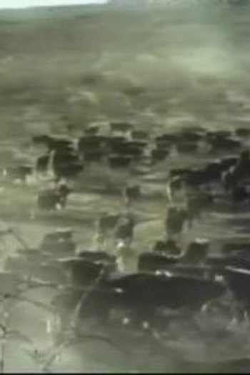 Poster de Episódio Cattle Barons (1967)