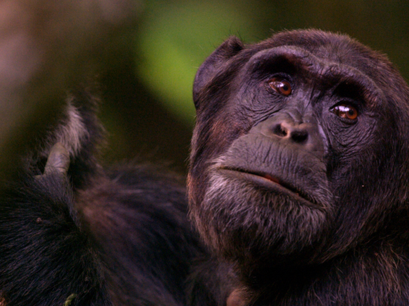 Foto 1 de She Walks With Apes