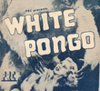 Pongo, O Gorila Branco