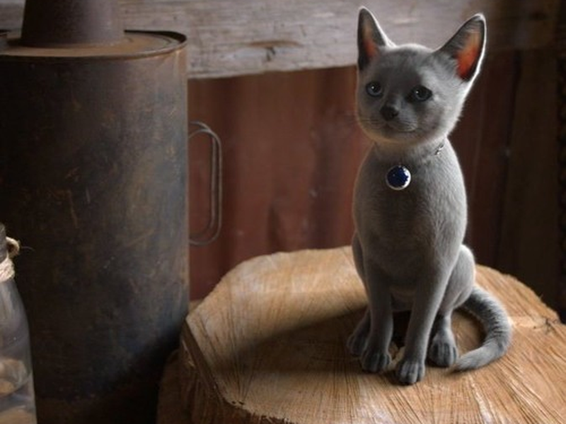 Foto 1 de Kitten Witch