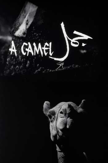 Poster de Curta A Camel (1981)