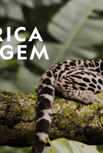 América Selvagem - Poster / Capa / Cartaz - Oficial 1