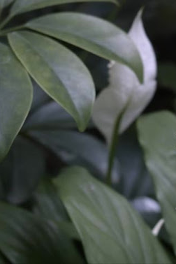 Poster de Curta Lírio da Paz (2018)