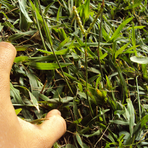 Foto de perfil de Tiago Renhe Pessoa