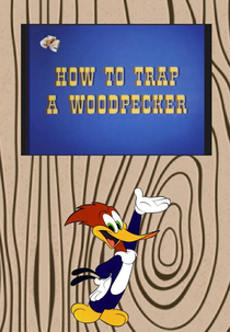 Como Capturar um Pica-Pau (How to Trap a Woodpecker)