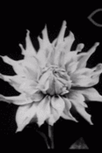 Poster de Filme Time-lapse (1930)