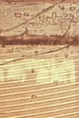 On the Spot (On the Spot)