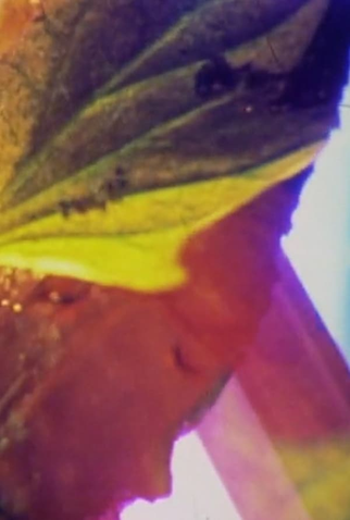 Poster 1 de Curta Donkey Riding (2014)