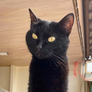 Foto de perfil de Katherine Paola Formigari