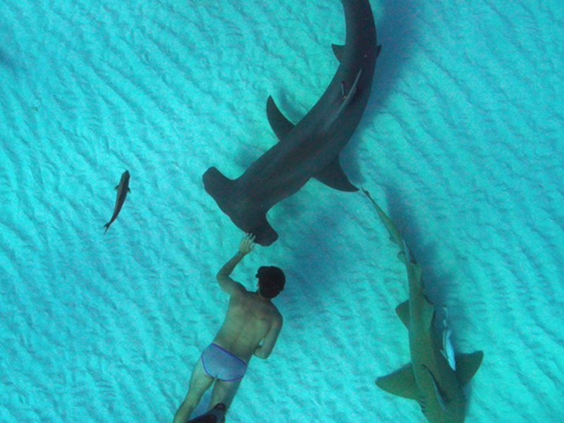 Foto 1 de Sharkwater Extinction