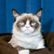 Grumpy Cat