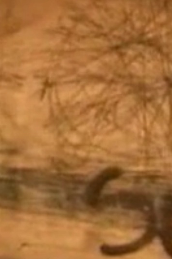 Poster de Curta Risco (2004)